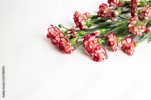 red carnations on a white background, isolated