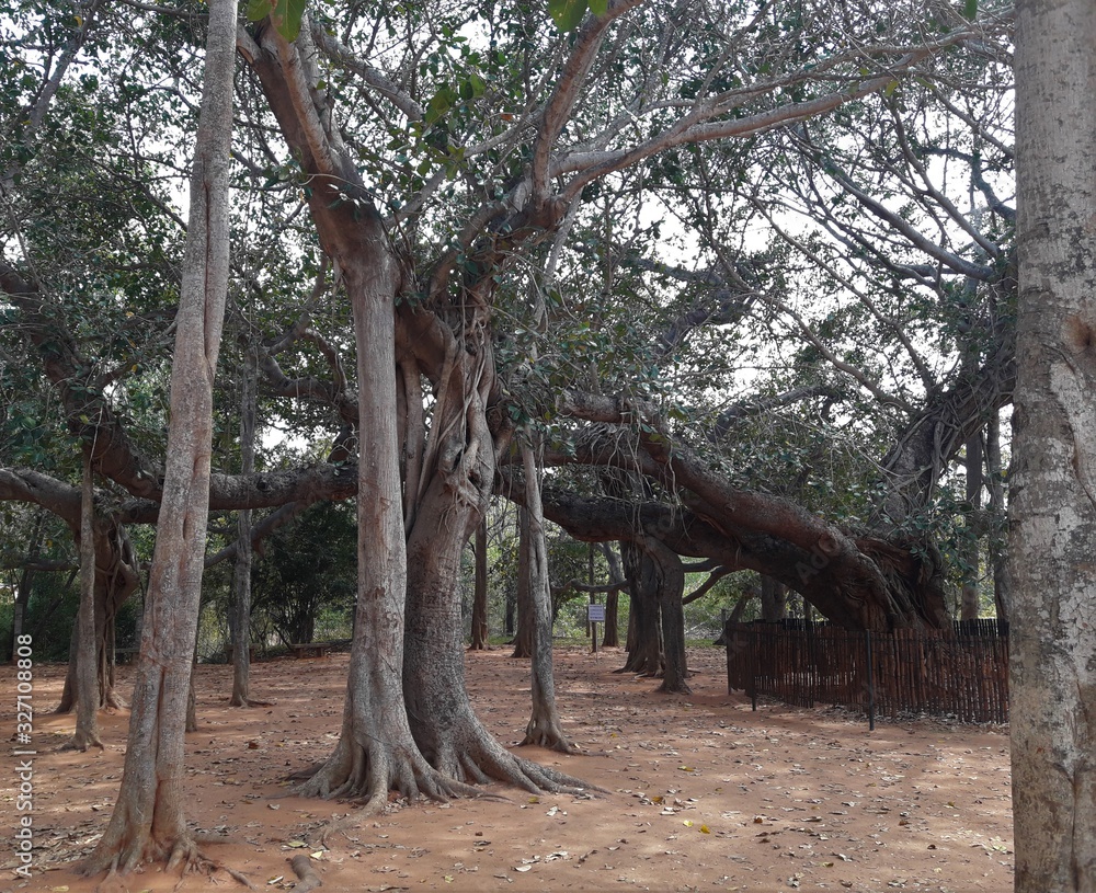 Obraz premium tree in the park