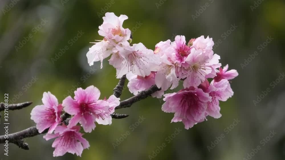 沖縄那覇 公園に咲く緋寒桜 沖縄那覇 公園に咲く緋寒桜