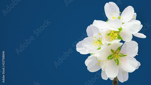Almond fruit flower blossoming timelapse against a bluen background