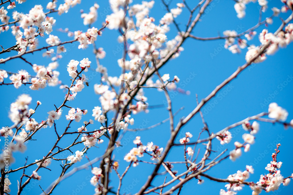 梅の花 Japanese apricot tree (Ume) in full bloom. 梅の花 Japanese apricot tree (Ume) in full bloom.
