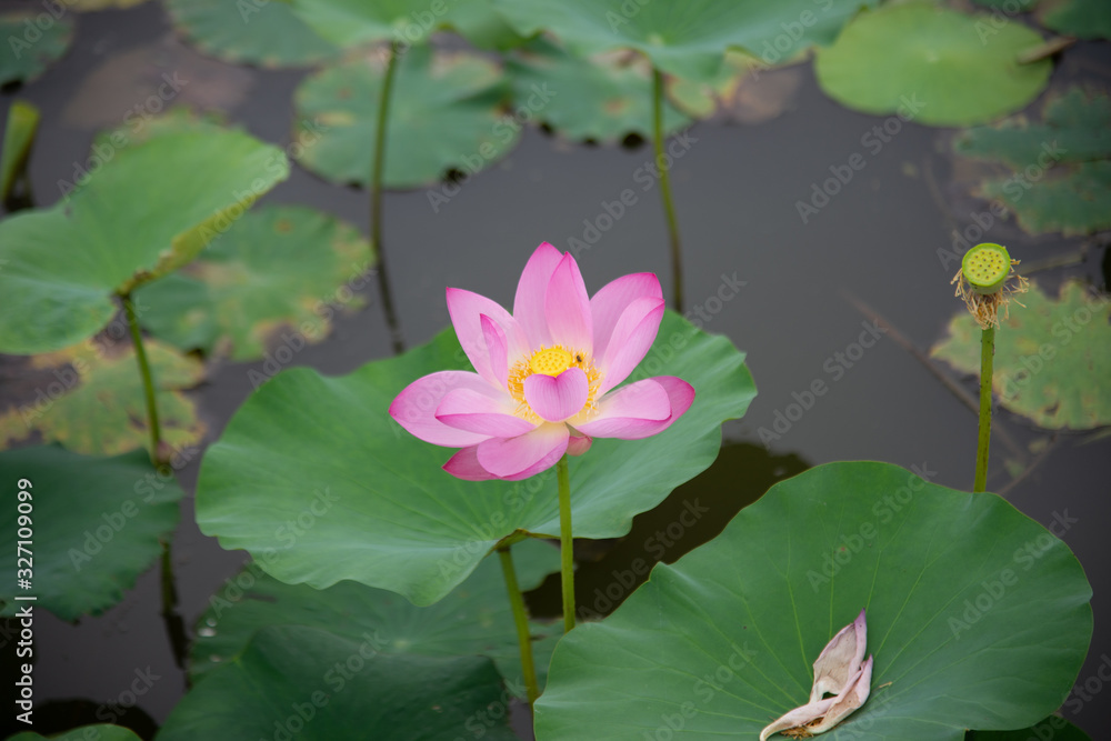 lotus in the pond with green leaf lotus in the pond with green leaf