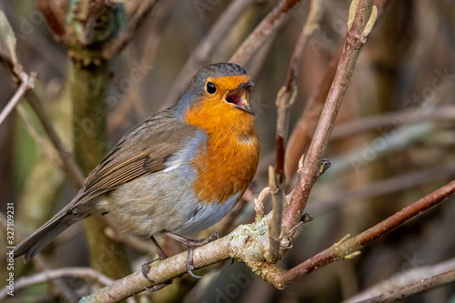 robin on a branch © Chris