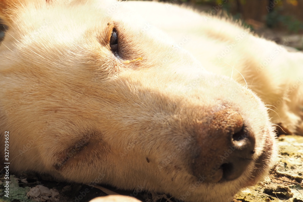 Nu Bevis oprindelse A little dog Serious disease, Canine Distemper Virus, Zoom Macro.  Stock-foto | Adobe Stock