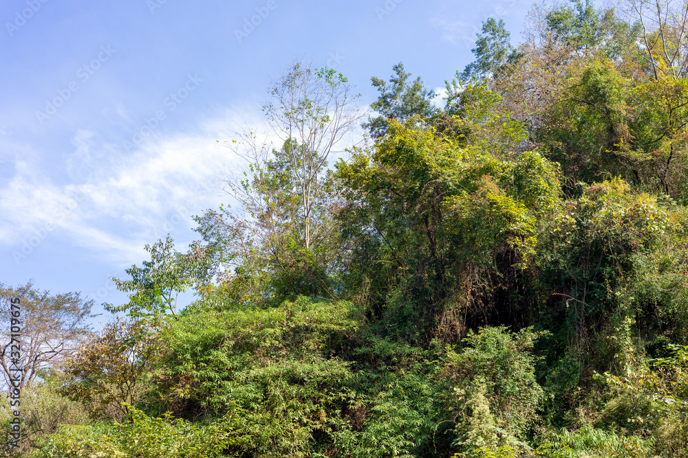 green forest with blue sky