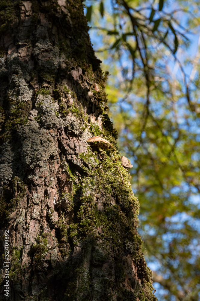 Green moss on the old tree's bark. Russian forest