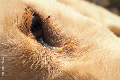 A little dog Serious disease, Canine Distemper Virus, Zoom Macro.