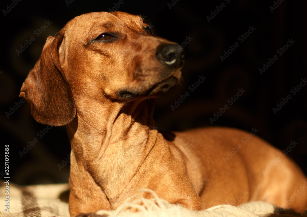 The red-haired dachshund dog lies at home on the floor .Close-up