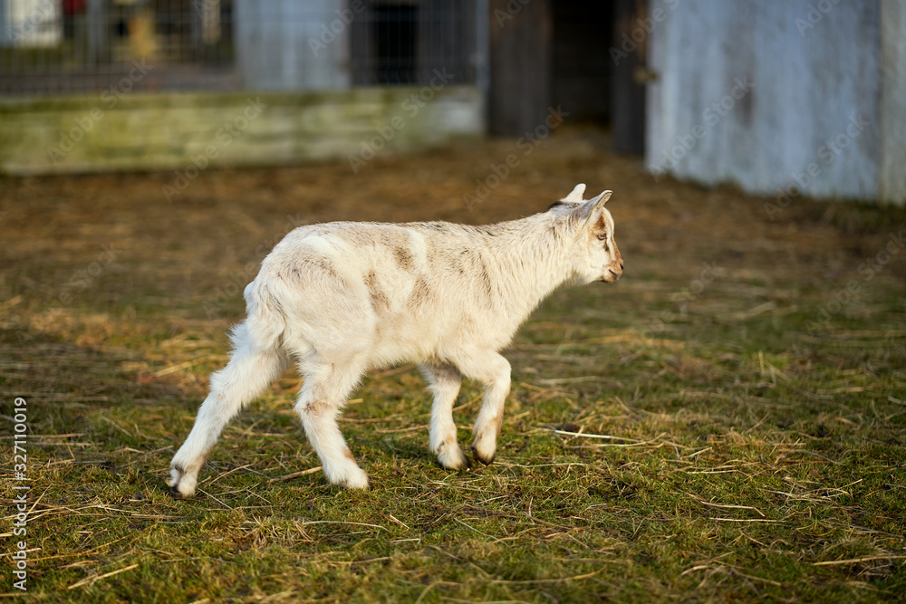 Small white goat on the grass paddock Small white goat on the grass paddock