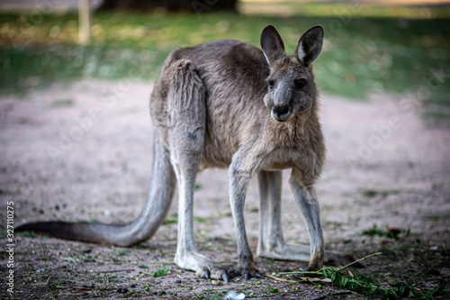 Kangaroo eating leaves