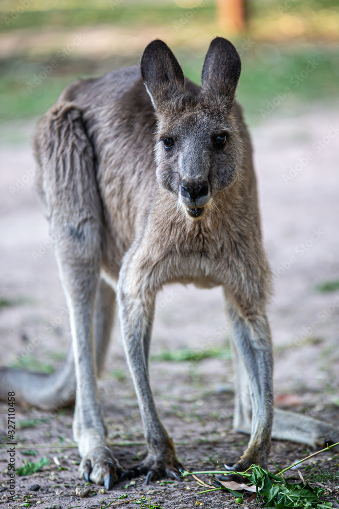 Fototapeta premium Kangaroo eating leaves