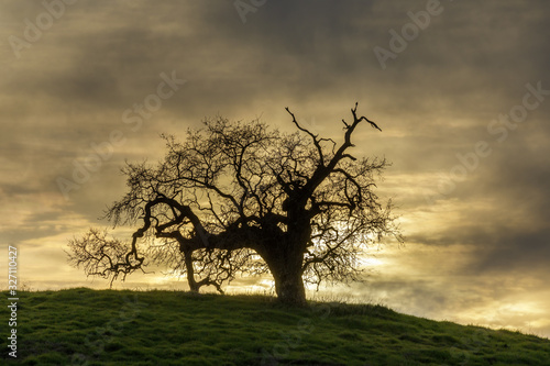 Lone Oak Tree Sunset. Pearson-Arastradero Preserve, Santa Clara County, California, USA.