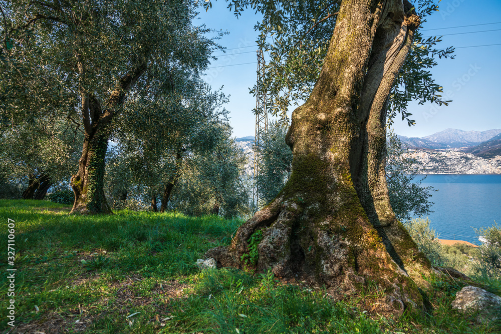 Olive grove on rock shelves in northern Italy.