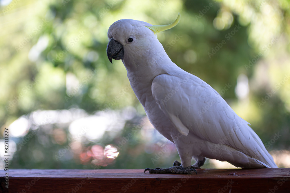 Obraz premium White Cockatoo