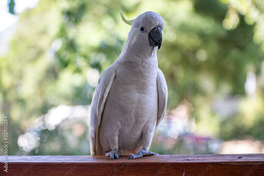 Obraz premium White Cockatoo