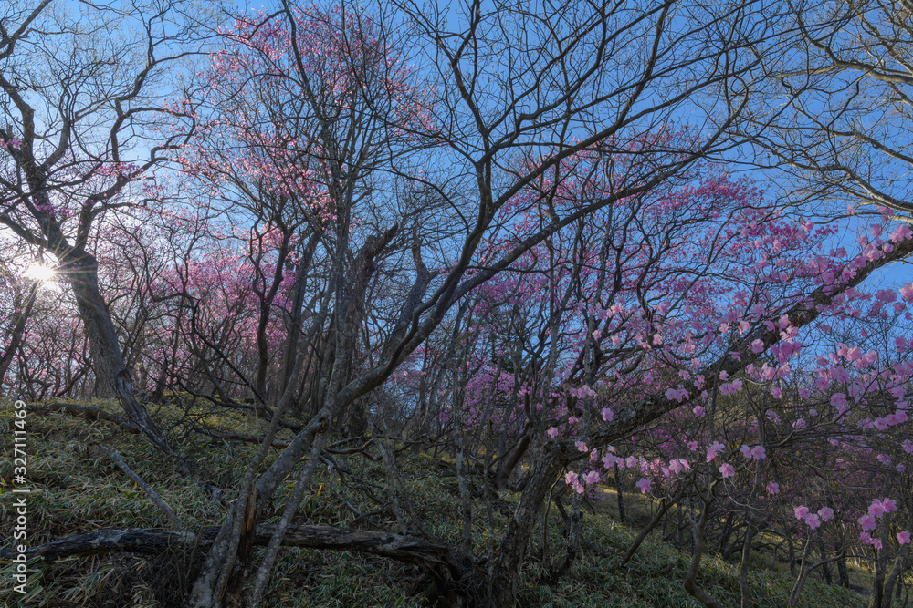 Fototapeta premium アカヤシオ