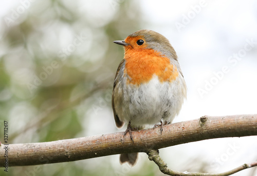 A pretty Robin  Erithacus rubecula  perching on a branch of a tree.