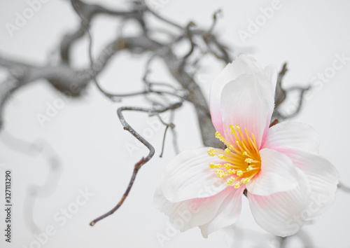 White flower on curvy branch, closeup