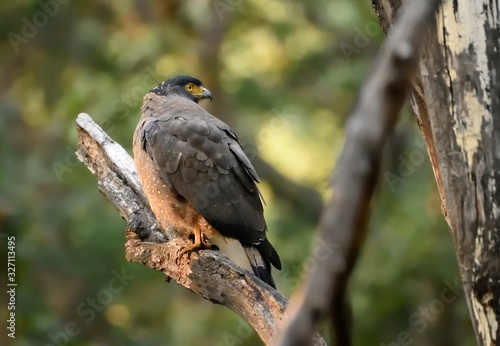 Crested Serpent Eagle turned its head backward