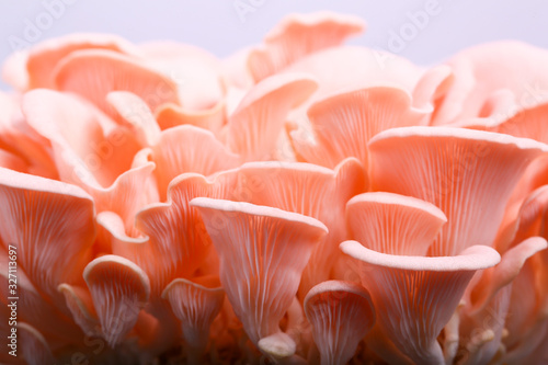Fresh and delicious red Pleurotus