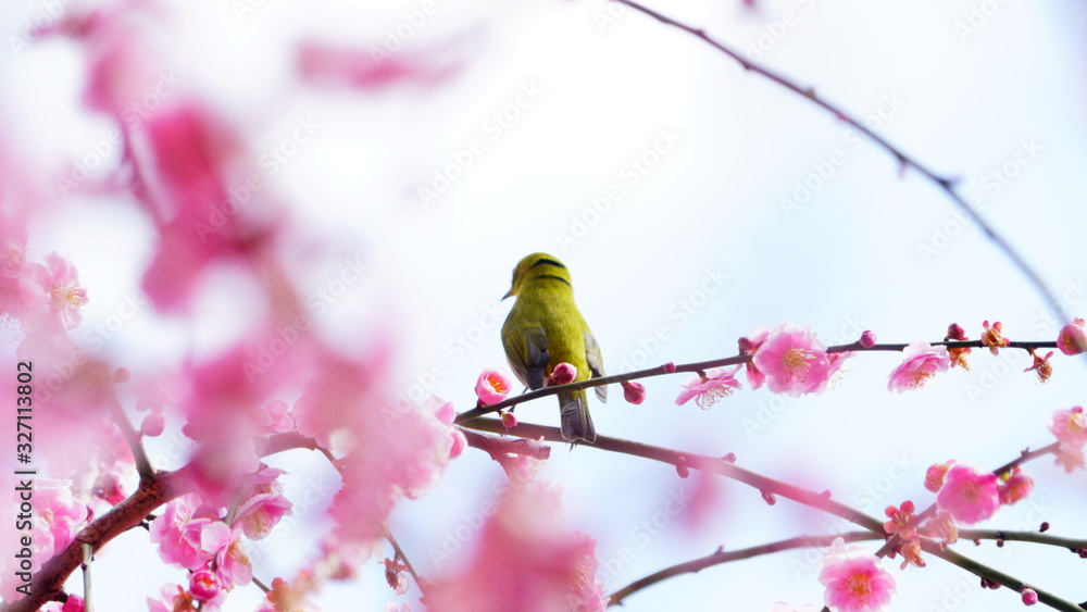 城南宮の梅林とメジロ