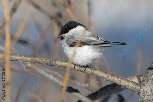 willow tit who sits on a branch on a winter day
