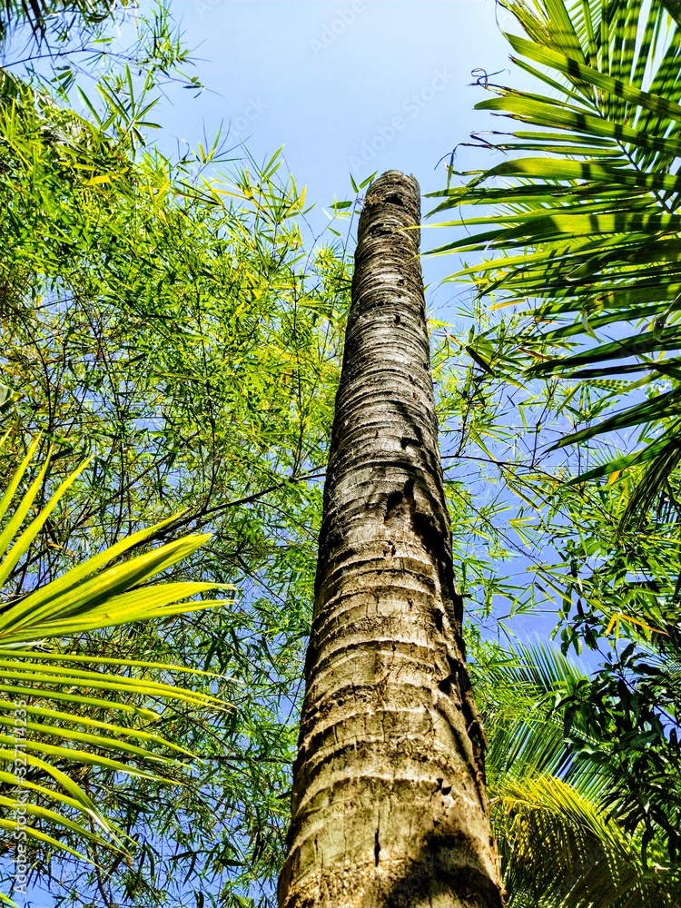 Fototapeta premium palm trees in park