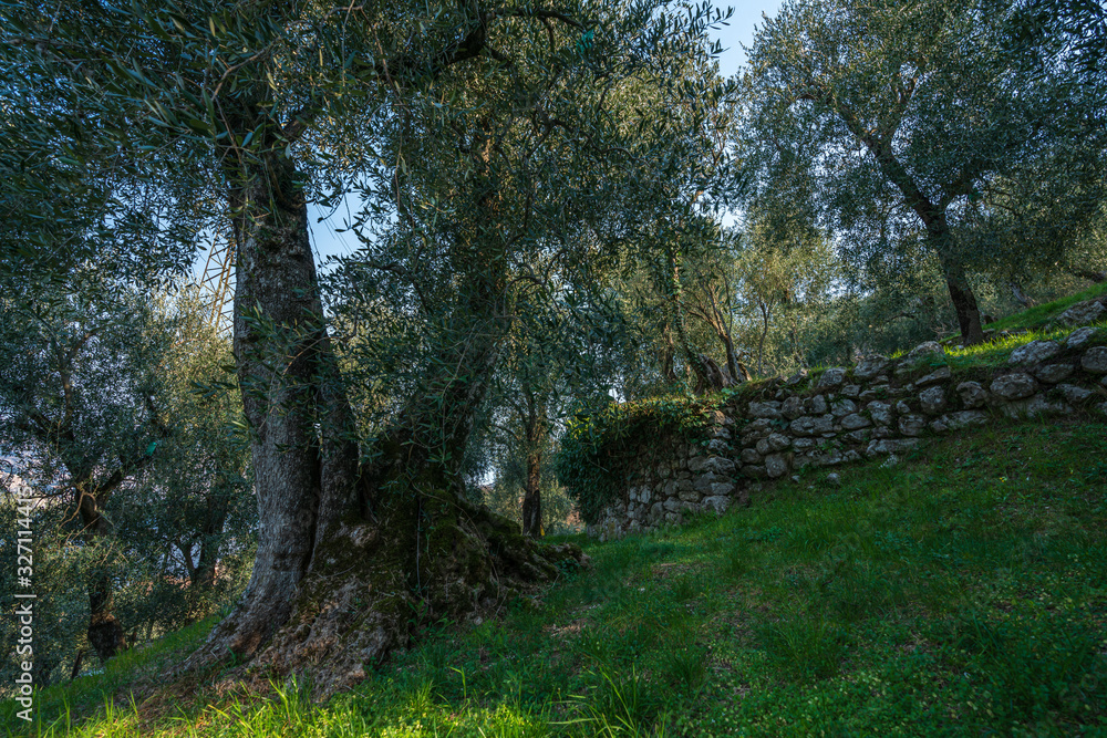 Olive grove on rock shelves in northern Italy. Olive grove on rock shelves in northern Italy.