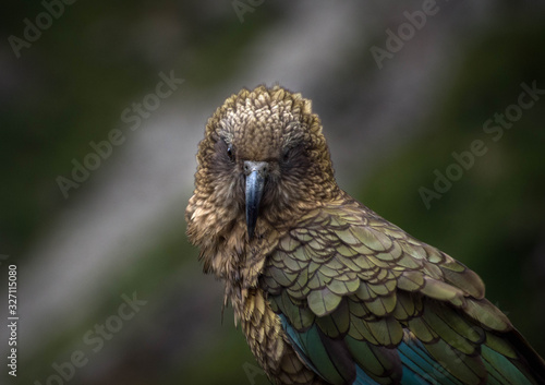 Kea Mountain Parrot