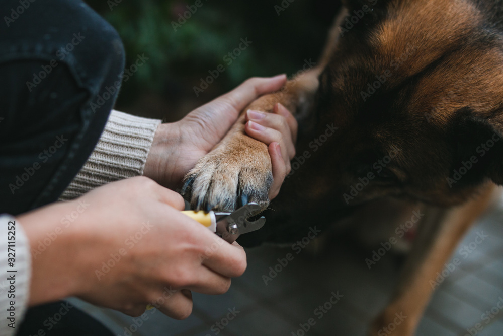 a german shepherd is getting his toenails clipped. He is being very
