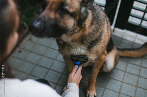 german shepherd getting brushed by a woman. The german shepherd's coat is medium length and black and tan. The german shepherd is very calm and he is sitting on the ground.A rake brushed is being used