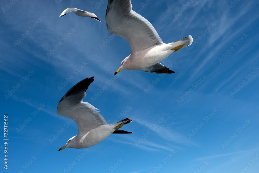 Obraz premium 空を飛ぶウミネコ