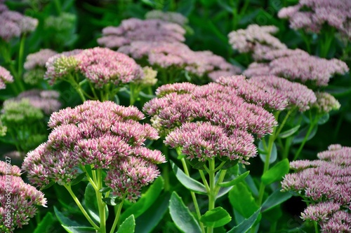 Stonecrop prominent pink sedum in the garden closeup. photo