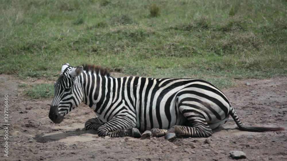 Zebra rests in the sun, safari savannah Kenya, close up Zebra rests in the sun, safari savannah Kenya, close up