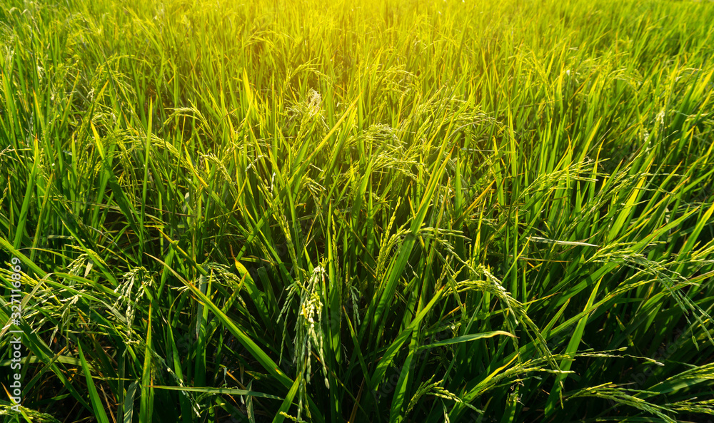 Greenery rice planting growing in conversion experiments agriculture plantation fields in public park under sky and sunshine morning Greenery rice planting growing in conversion experiments agriculture plantation fields in public park under sky and sunshine morning