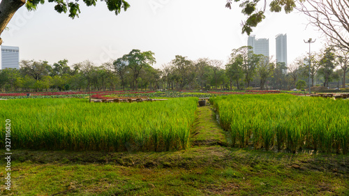 Greenery rice planting growing in conversion experiments agriculture plantation fields in public park, vegetable, flower and greenery trees on background under sky and sunshine morning