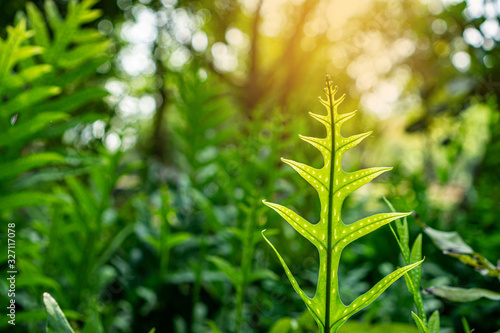 Fresh green young leaf the Wart fern of hawaii spreading to sunlight on succulent greenery leaves blurred backgrounds