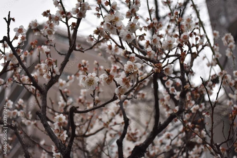 branch of a tree in spring