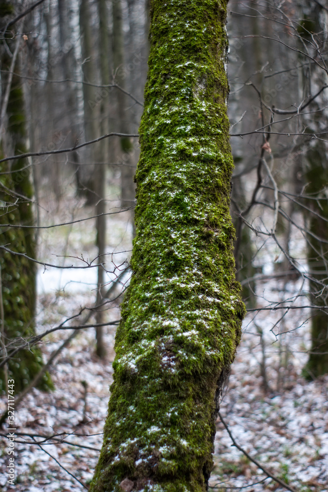 green moss on a tree in winter, Moscow