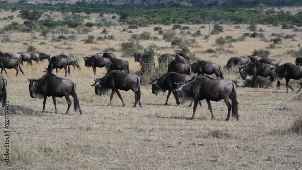 Wildebeest migration, Masai Mara savannah, Kenya safari, long shot Wildebeest migration, Masai Mara savannah, Kenya safari, long shot