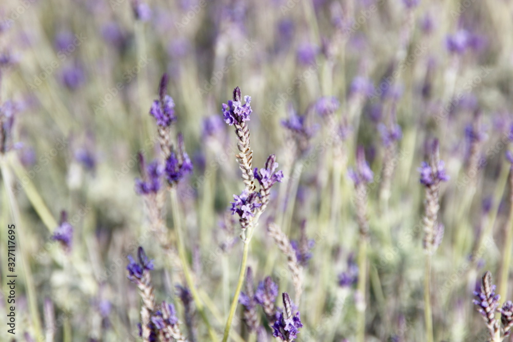 Fototapeta premium lavender field in provence