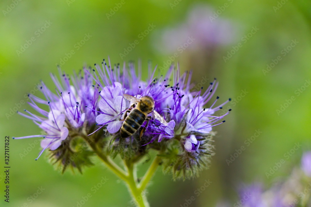 Close up of a bee flying around blossoming flower of Phacelia tanacetifolia, selective focus Close up of a bee flying around blossoming flower of Phacelia tanacetifolia, selective focus