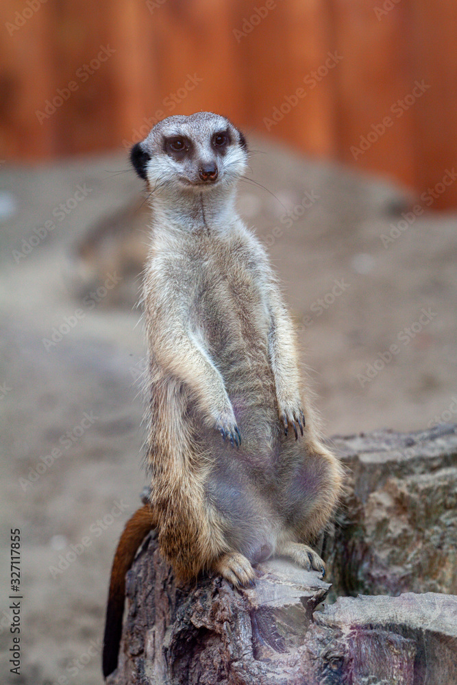 Alert meerkat Suricata suricatta standing on guard Alert meerkat Suricata suricatta standing on guard