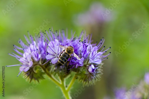 Close up of a bee flying around blossoming flower of Phacelia tanacetifolia, selective focus