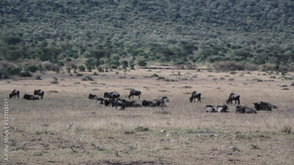 Wildebeests migration rest, Masai Mara savannah, safari Kenya