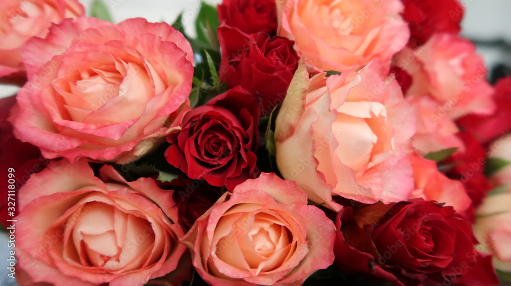 Closeup viele liegende Rosenblüten in rot und rosa-weiß Closeup viele liegende Rosenblüten in rot und rosa-weiß