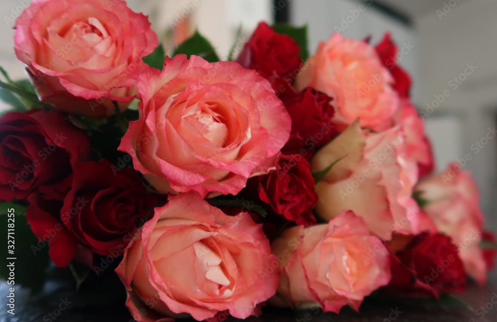 Closeup viele liegende Rosenblüten in rot und rosa-weiß Closeup viele liegende Rosenblüten in rot und rosa-weiß