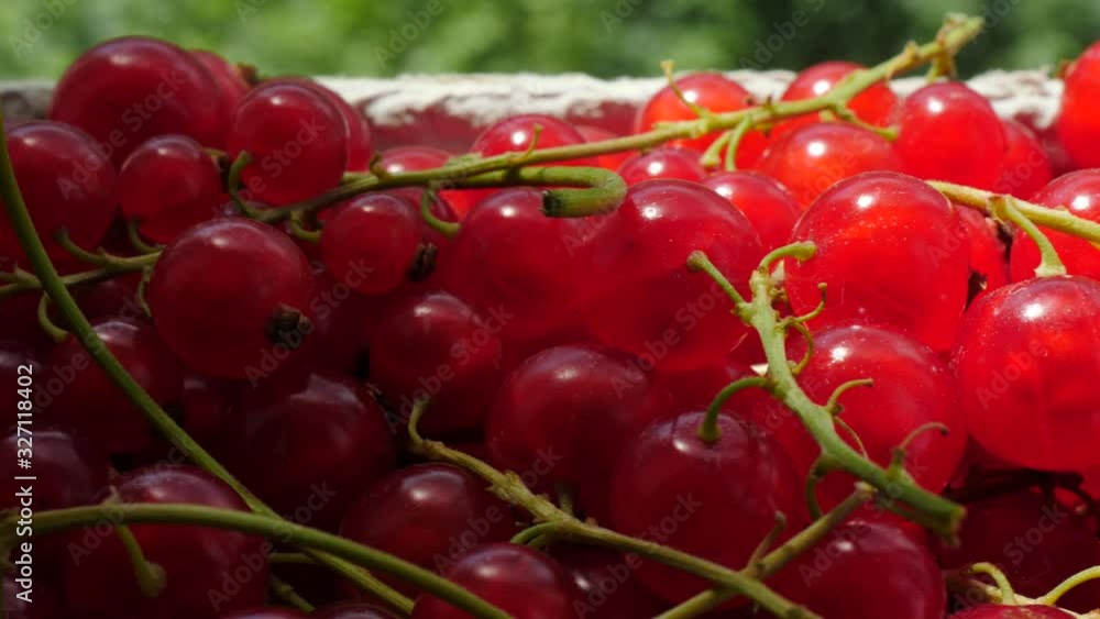 Close up of red fresh currant berries. Healthy eating, season harvest Close up of red fresh currant berries. Healthy eating, season harvest