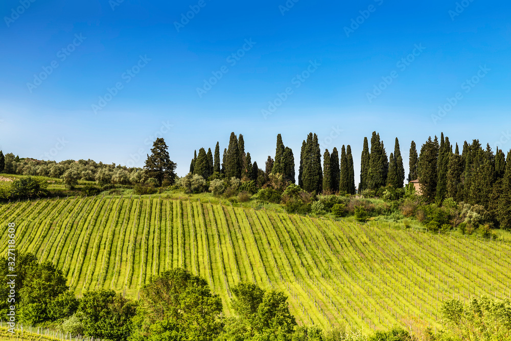 View of the vineyards of Tuscany on a Sunny spring day. Italy
