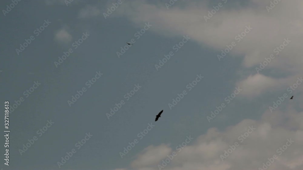Vultures fly in circles over savannah, Masai Mara, Kenya safari, long shot Vultures fly in circles over savannah, Masai Mara, Kenya safari, long shot